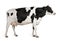 Holstein cow, 5 years old, standing