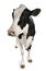 Holstein cow, 5 years old, standing