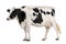 Holstein cow, 5 years old, standing