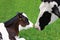 Holstein Cow bonding with her new baby calf in meadow