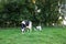 Holstein cow and calf in the field at twilight