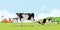 Holstein cow and calves in the meadow