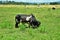 A Holstein cow eating grass in the field