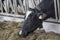 Holstein cow eating hay on modern dairy farm. 