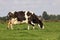 Holstein cow grazing