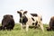 Holstein Cow Grazing in Meadow