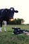 Holstein cow and her still wet calf in the meadow at sunset