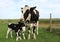 Holstein cow with her twin calves