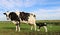 Holstein cow with her twin calves in the field on a sunny summer day