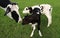 Holstein cow with her two calves in the field