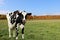 Holstein cow standing in field with fall maple tree colors