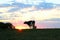 Holstein Cow Standing in the Field with Magnificent Sunset