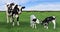 Holstein cow standing in the grass with her twin calves