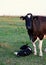 Holstein cow stands near her calf laying in the grass