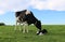 Holstein cow watching over her neborn calf