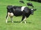 Holstein Cows