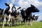 Holstein cows cattle