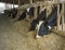 Holstein Cows Eating in a Cowshed