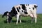 Holstein cows grazing