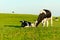 Holstein cows grazing