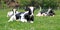 Holstein cows having rest