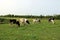 Holstein cows, heifer and bull graze in the field