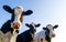 Holstein cows over blue sky