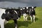 Holstein cows in Wales