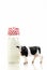 Holstein Dairy Cow Bottle of Milk 2