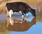 Holstein Dairy Cow enjoying a drink