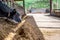 Holstein dairy cow with head through a stanchion to eat silage in a barn.