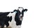 Holstein dairy cow isolated