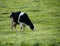 Holstein dairy cow in pasture