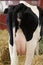 A Holstein dairy cow photographed from the rear, showing a pink udder