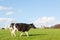 Holstein dairy cow trotting across a pasture in evening light on