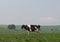 Holstein Dairy Cow in Upland Meadow