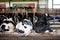 Holstein dairy cows comfortably laying down in freestalls barn.