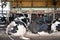 Holstein dairy cows comfortably laying down in freestalls barn.
