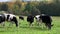 Holstein Dairy Cows Graze at Pasture in Vermont