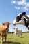 Holstein dairy cows with a Limousin beef cow in a pasture, head