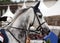 Holstein dressage horse Dapple gray with bridle