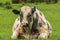 Holstein friesian bull