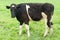 A Holstein-Friesian Calf