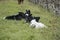 Holstein Friesian  calves lying down