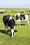 Holstein Friesian cattle