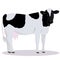 Holstein Friesian cattle