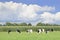 Holstein-Friesian cattle in a green Dutch meadow,