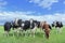 Holstein-Friesian cattle in a green Dutch meadow,