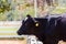 Holstein Friesian cow.