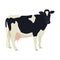 Holstein Friesian cow Breeds of domestic cattle Flat vector illustration Isolated object on white background